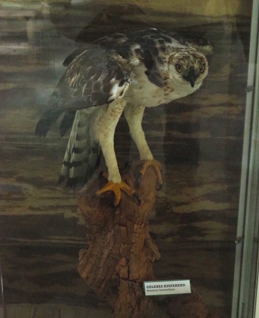Sulawesi hawk-eagle (Nisaetus lanceolatus) specimen, 2022-05-17