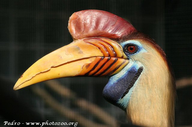 Sulawesi hornbill (Aceros cassidix)