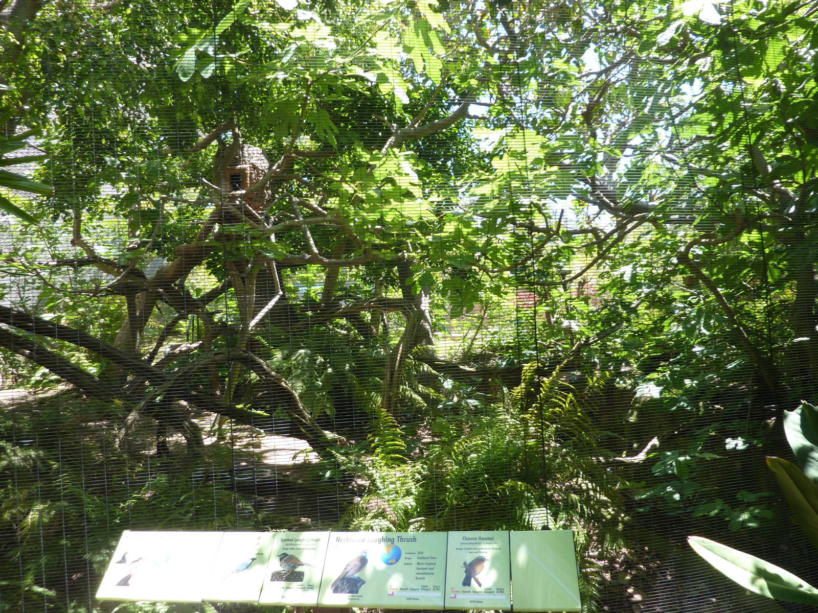 Sulawesi Hornbill exhibit in Owens Aviary