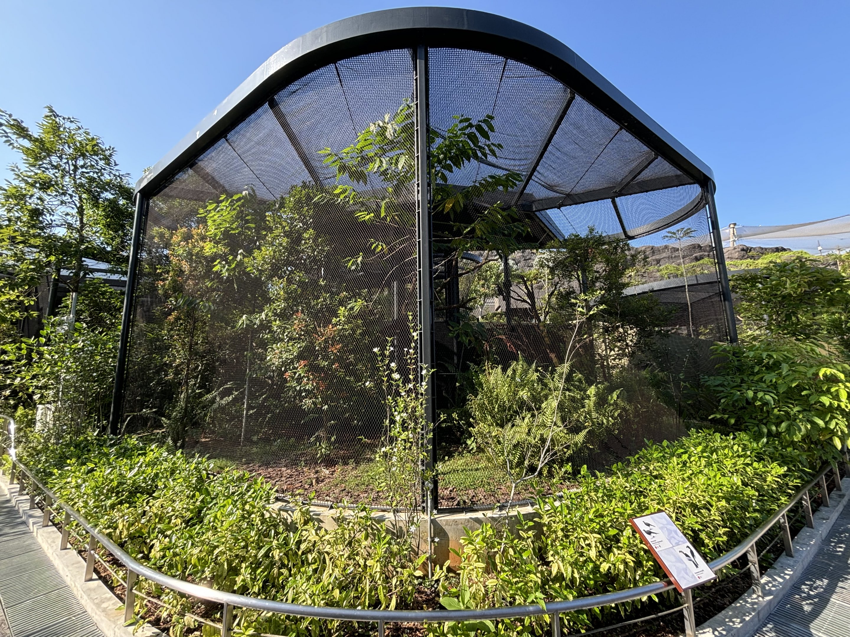 Sulawesi Hornbill + Mountain Peacock Pheasant