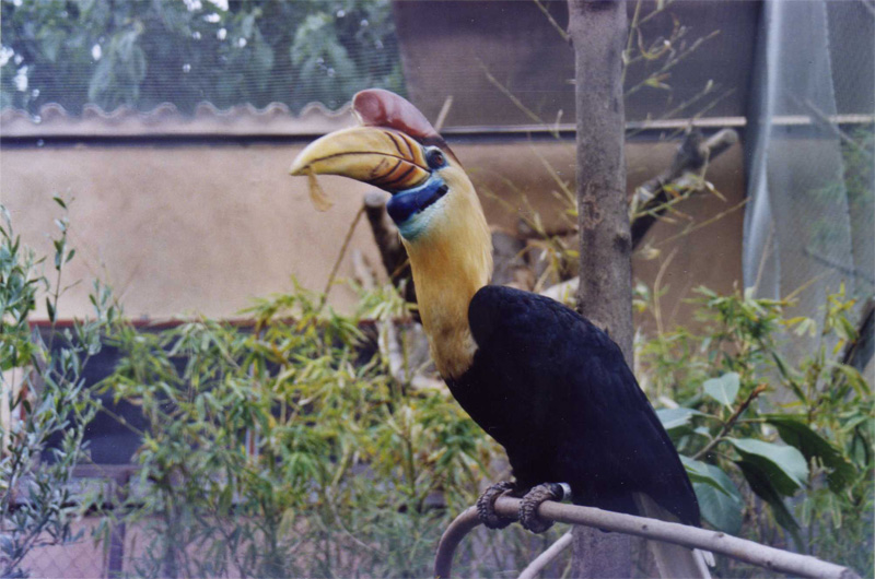 Sulawesi Hornbill - Parc de les Aus