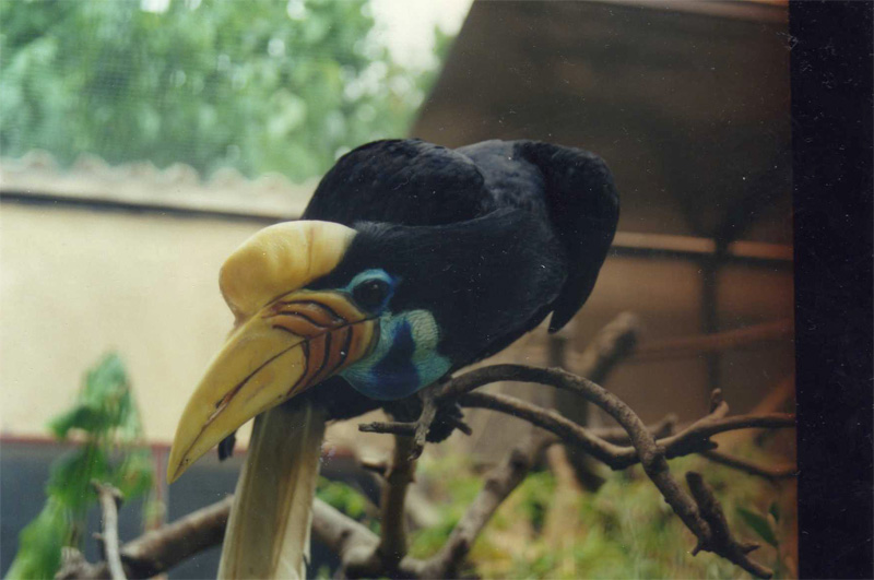 Sulawesi Hornbill - Parc de les Aus