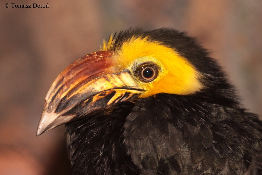 Sulawesi Hornbill (Penelopides exarhatus sanfordi) - male.