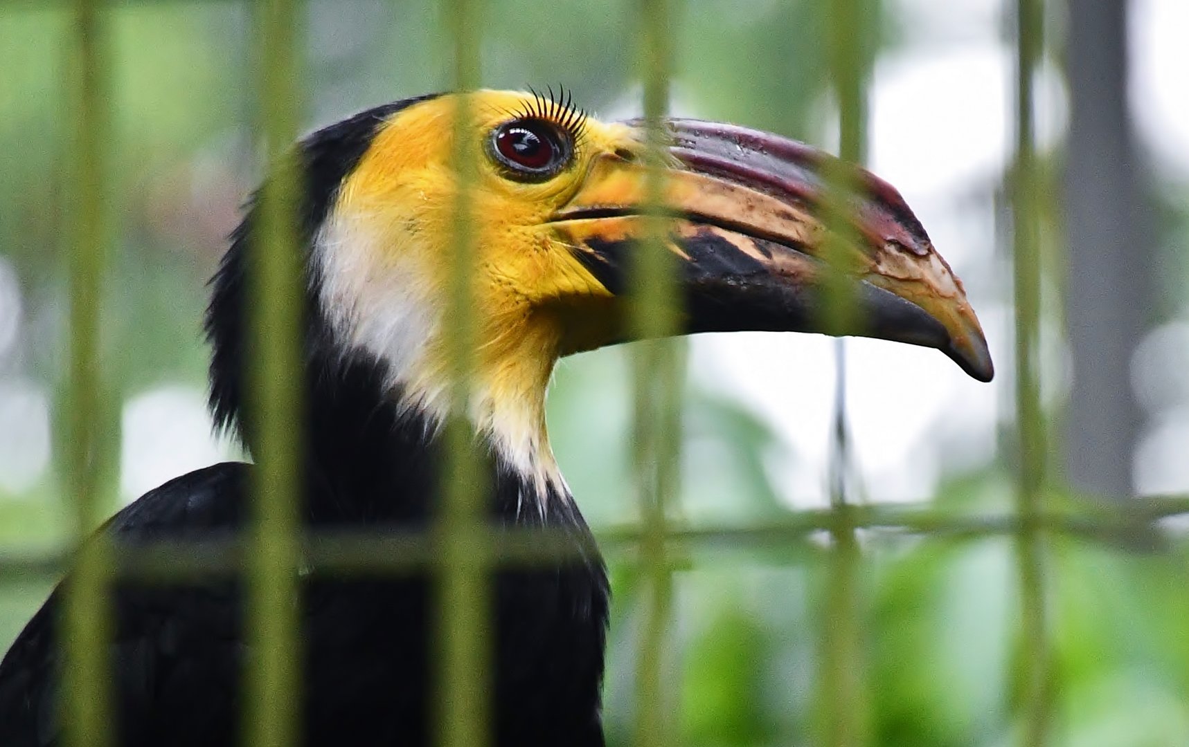 Sulawesi Hornbill (Rhabdotorrhinus exarhatus sanfordi)