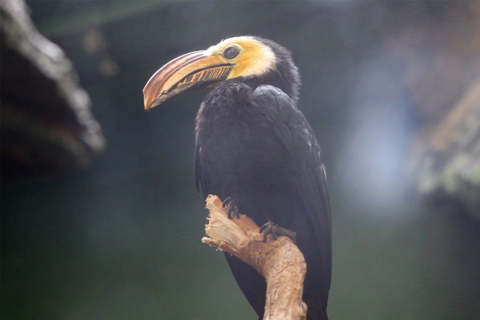 Sulawesi hornbill (Rhabdotorrhinus exarhatus)