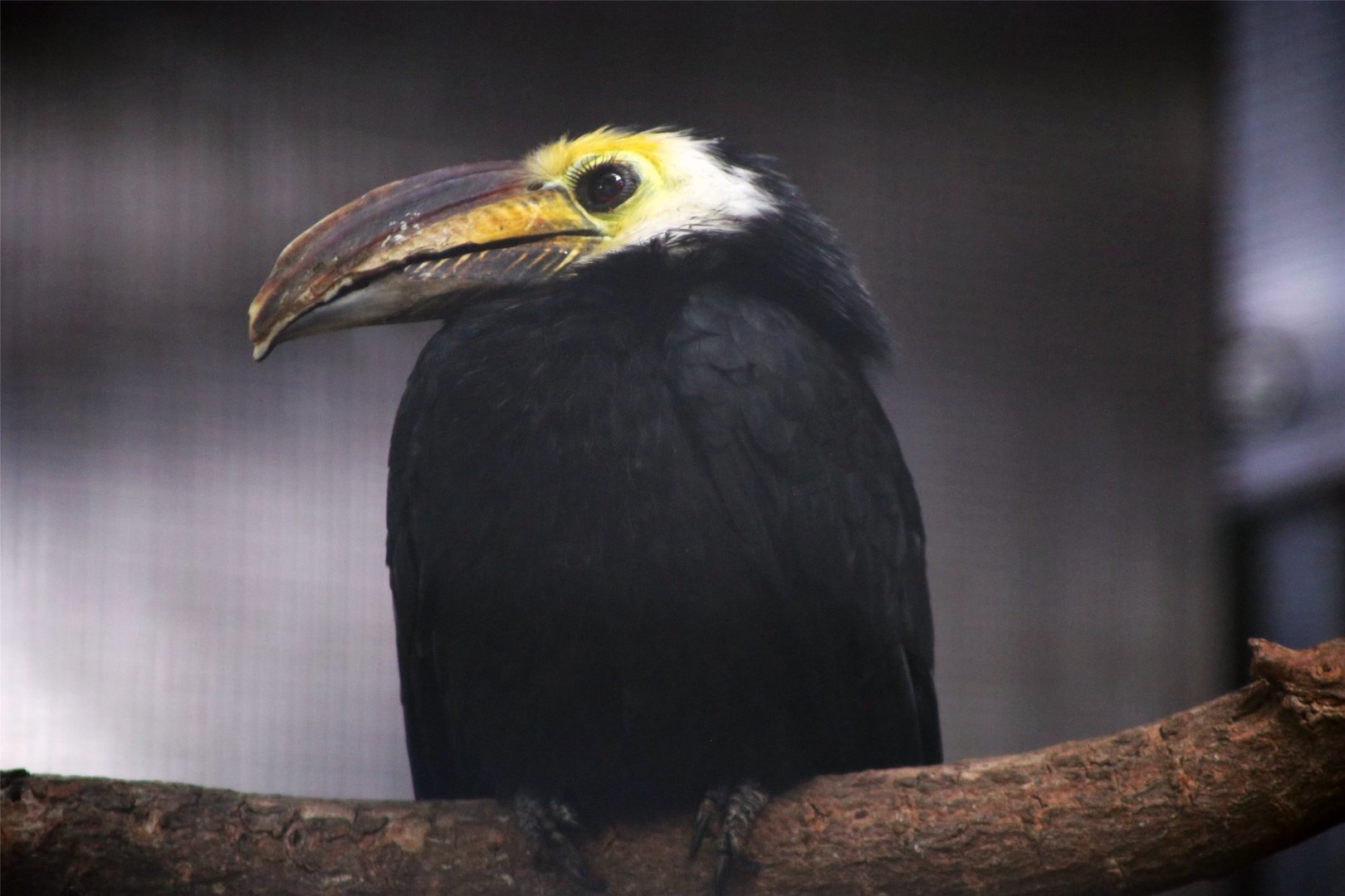 Sulawesi hornbill (Rhabdotorrhinus exarhatus)