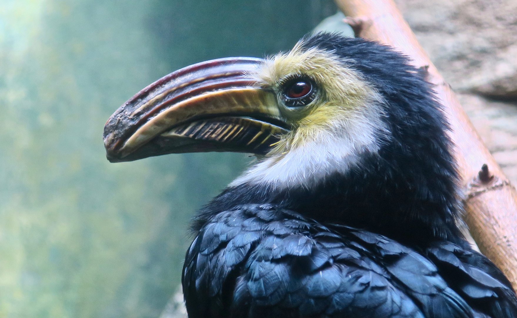 Sulawesi Hornbill (Rhabdotorrhinus exarhatus)