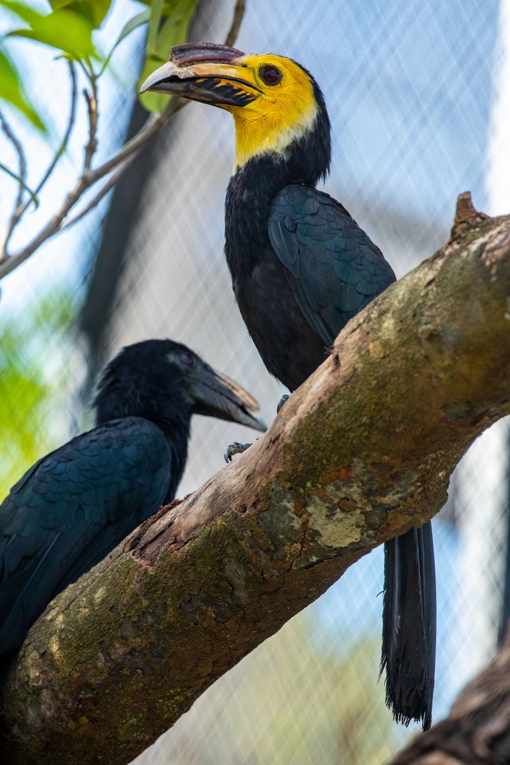 Sulawesi hornbill (Rhabdotorrhinus exarhatus)