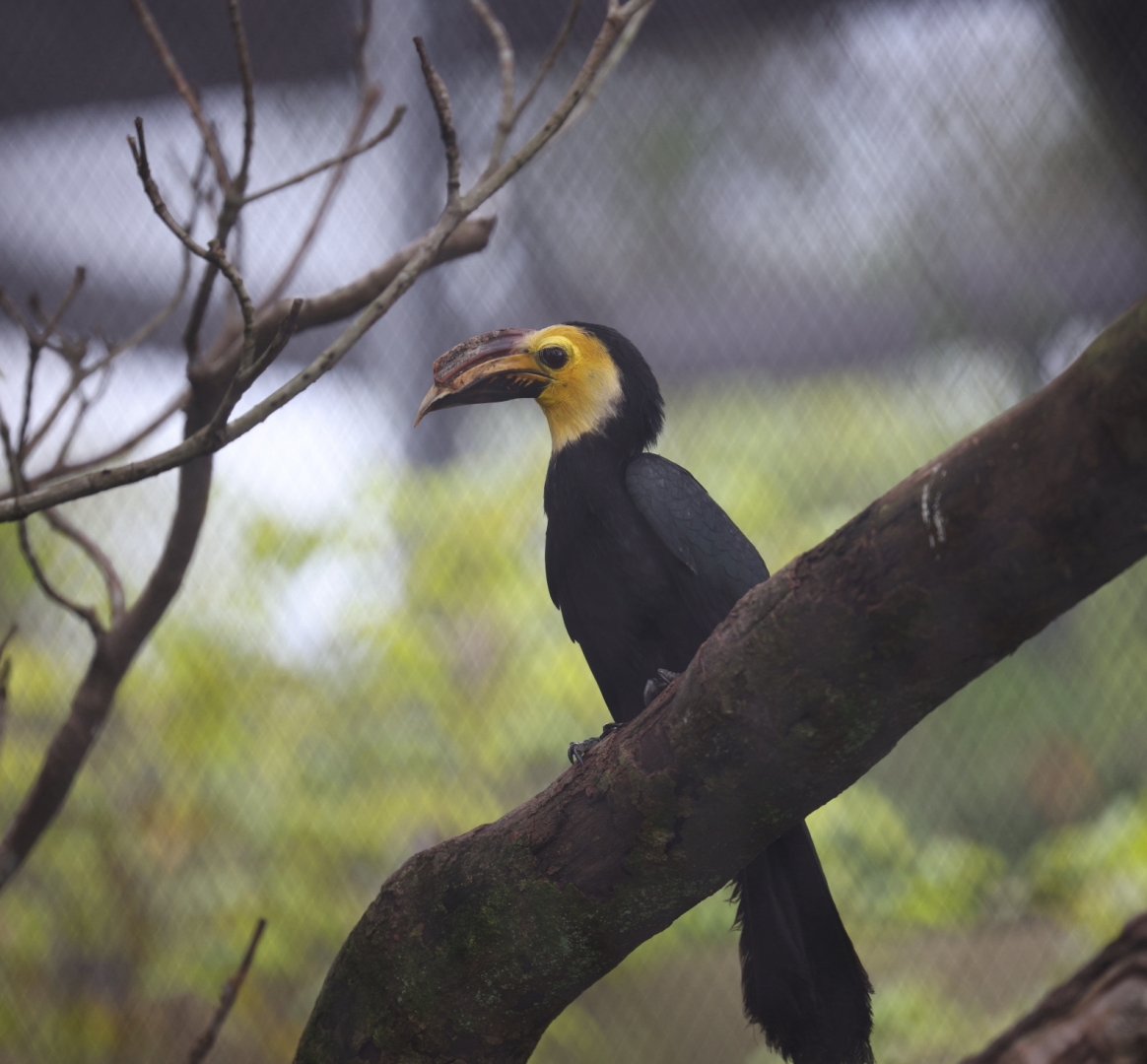 Sulawesi Hornbill (Rhabdotorrhinus exarhatus)