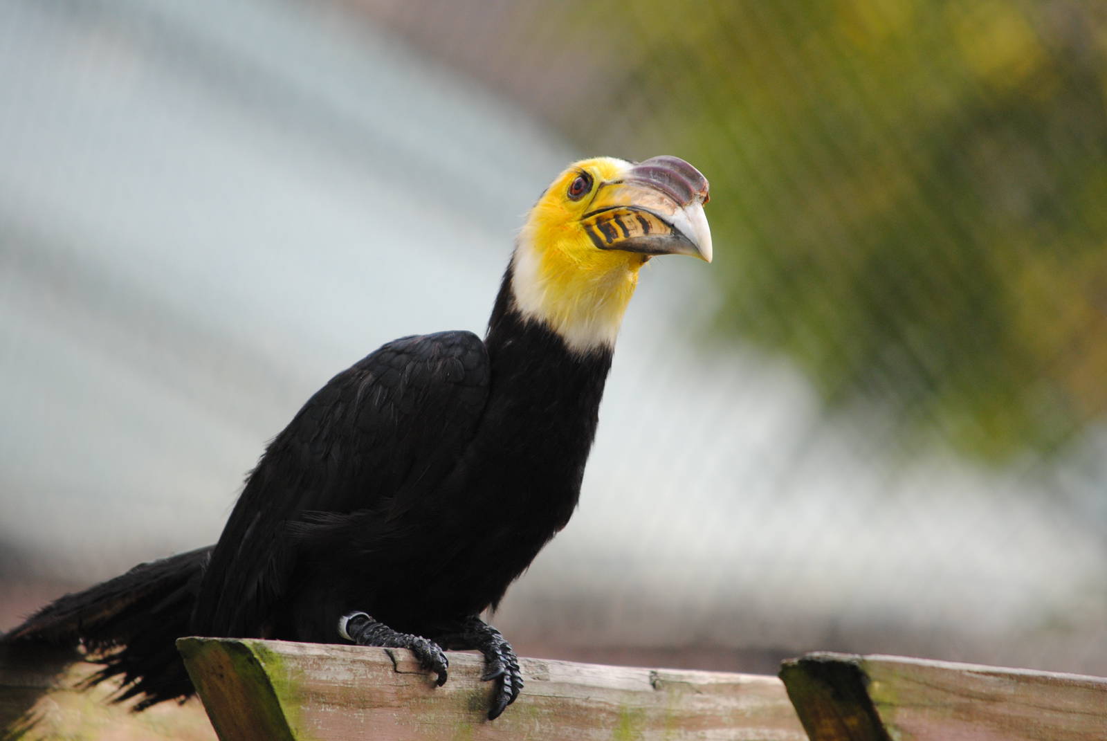 Sulawesi Hornbill