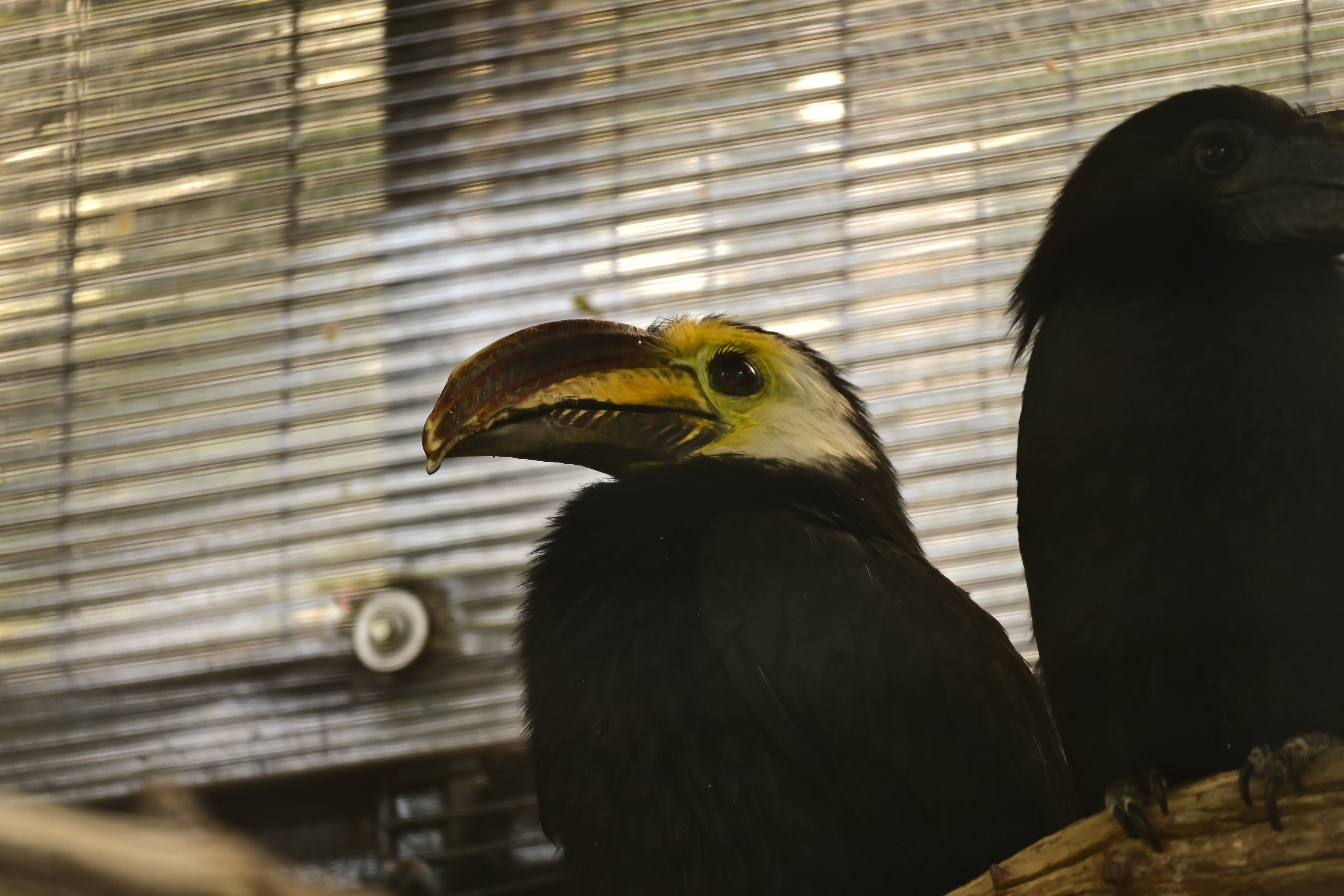 Sulawesi Hornbill
