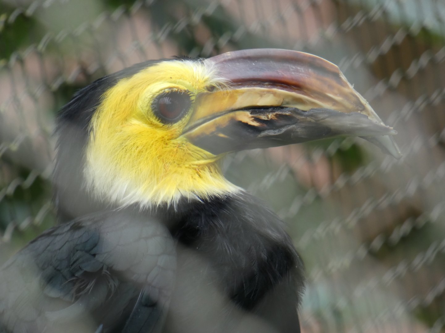 Sulawesi hornbill