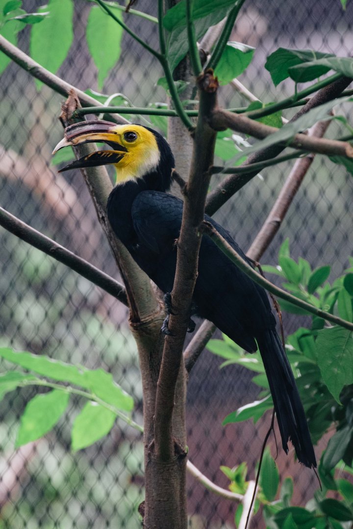 Sulawesi Hornbill