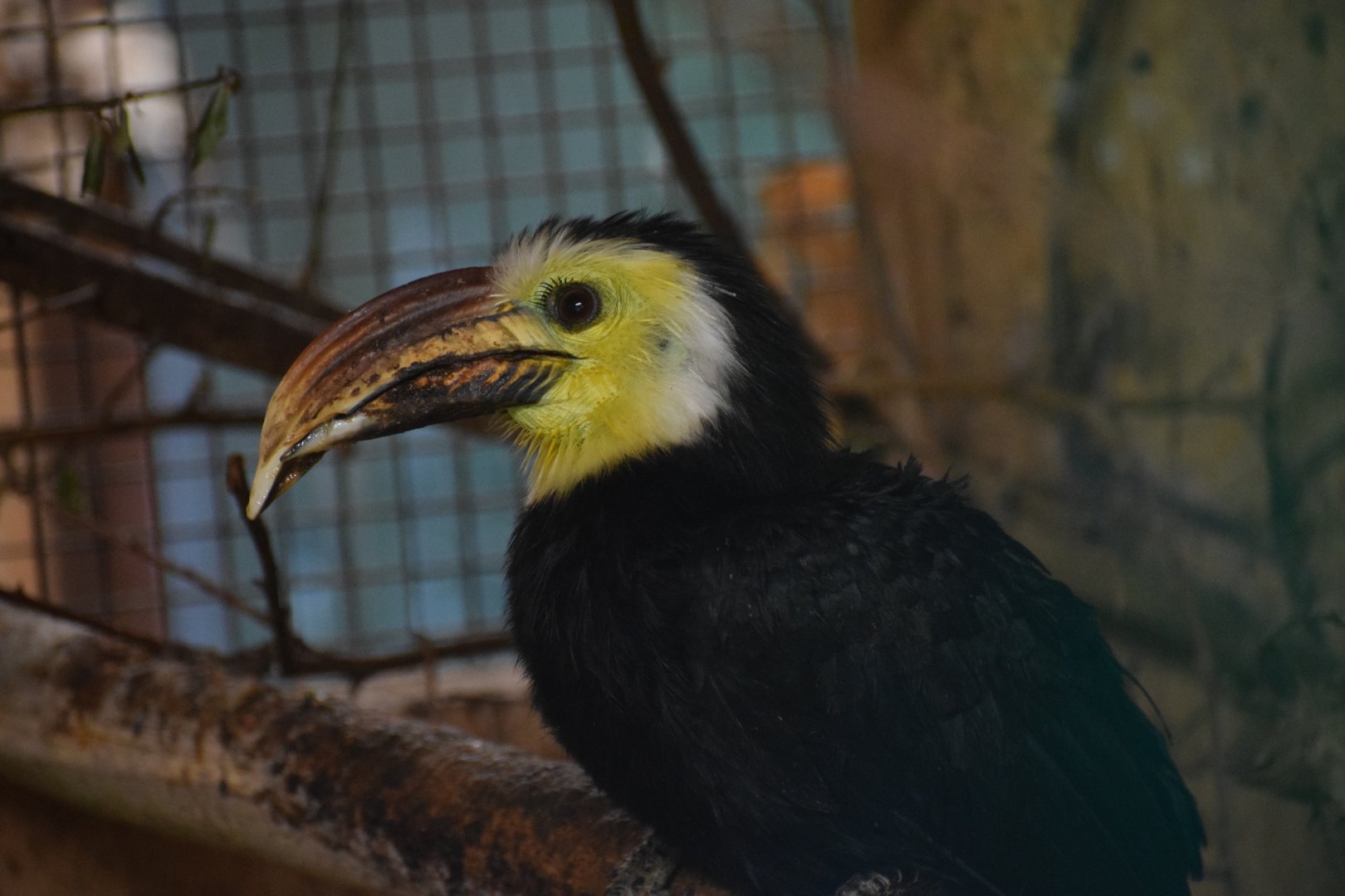 Sulawesi hornbill