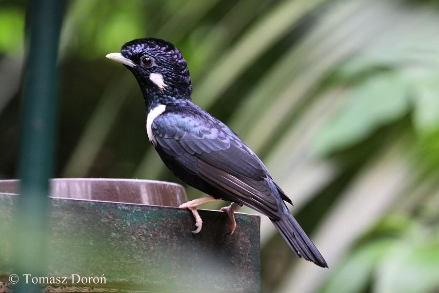 Sulawesi King Starling (Basilornis celebensis)