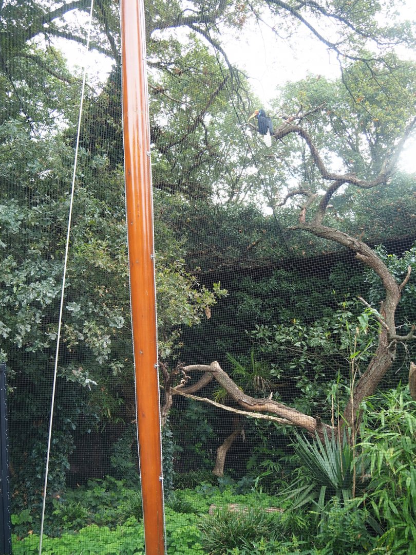 Sulawesi knobbed hornbill aviary, 2023-08-17