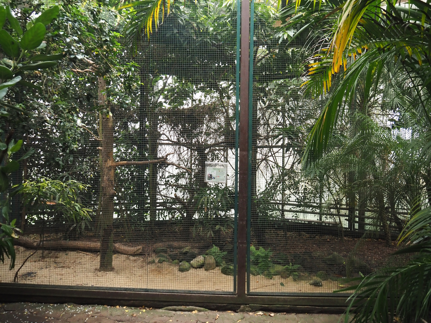 Sulawesi knobbed hornbill aviary, 2024-05-22