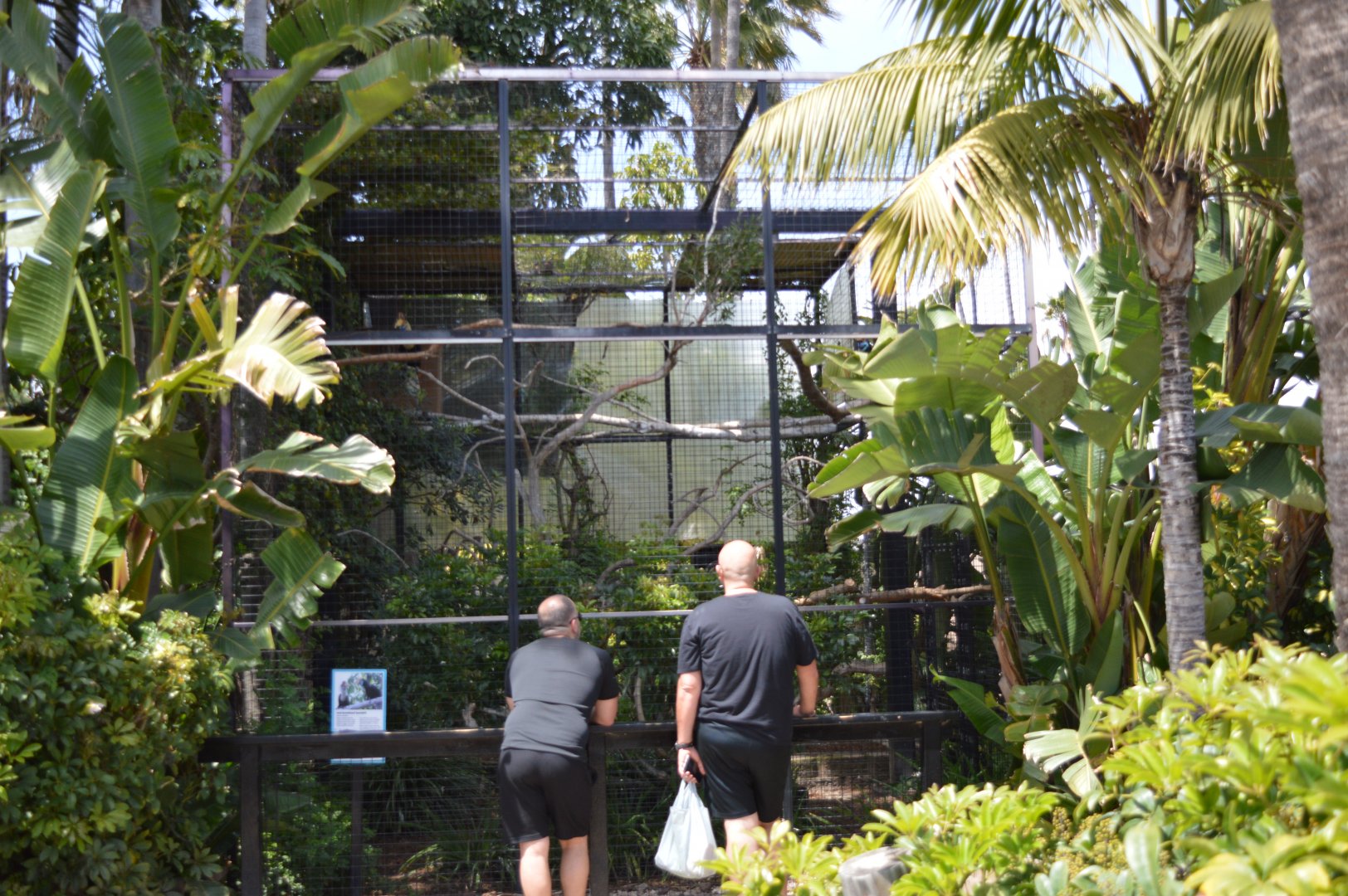 Sulawesi Knobbed Hornbill Exhibit