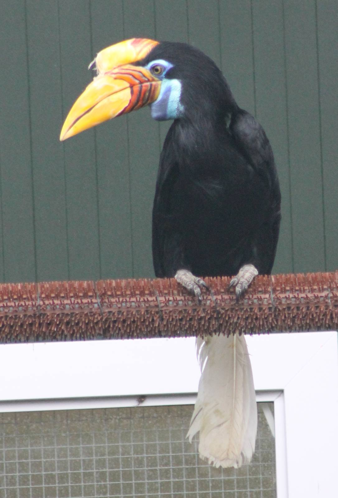 Sulawesi knobbed hornbill female