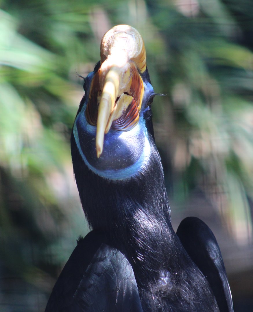 Sulawesi knobbed hornbill - female