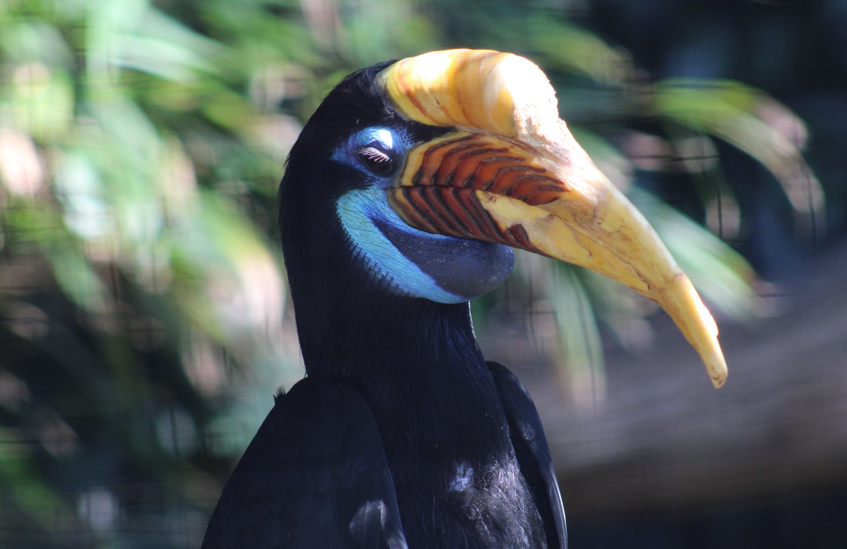 Sulawesi knobbed hornbill - female