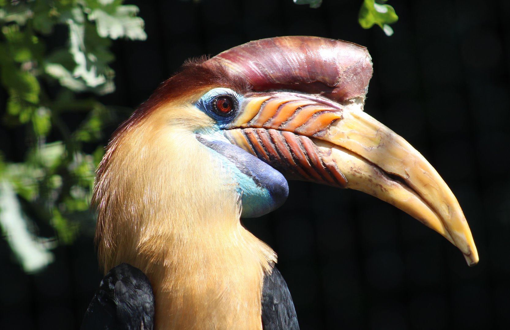 Sulawesi knobbed hornbill - male