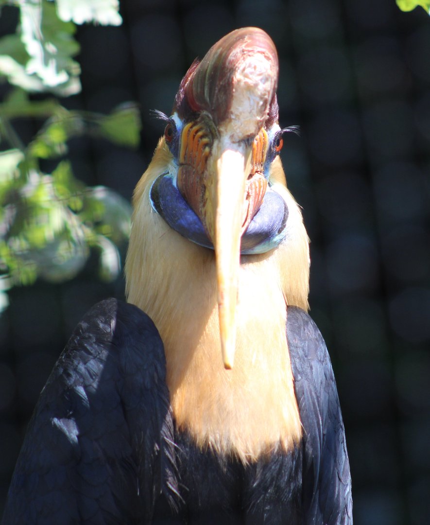 Sulawesi knobbed hornbill - male