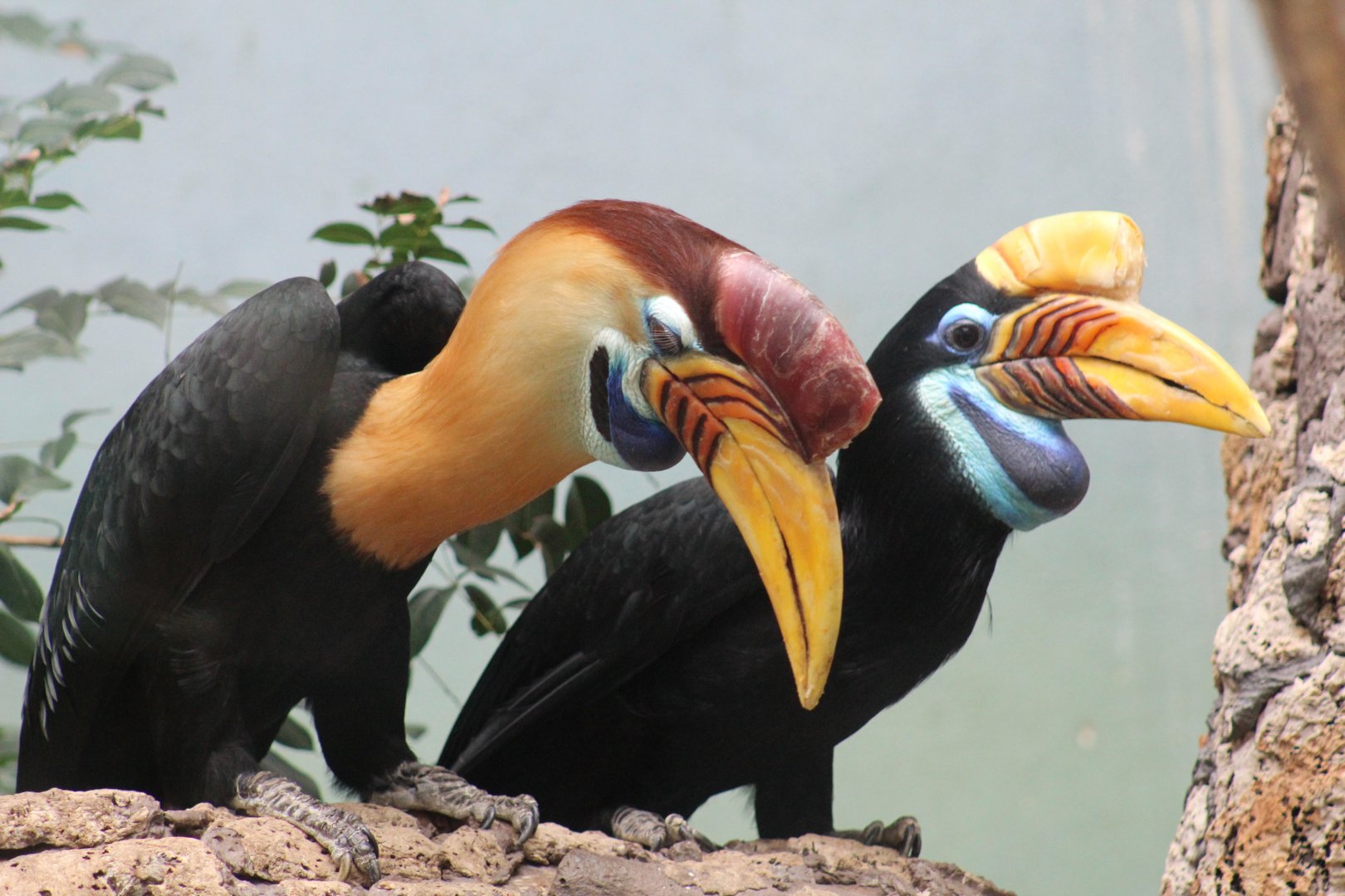 Sulawesi Knobbed Hornbill Pair