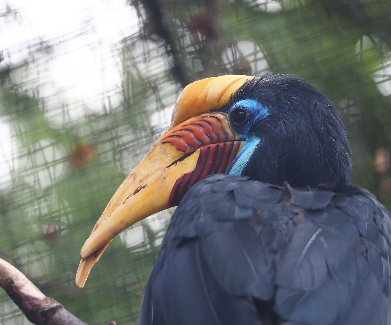 Sulawesi knobbed hornbill (Rhyticeros cassidix), 2023-08-17