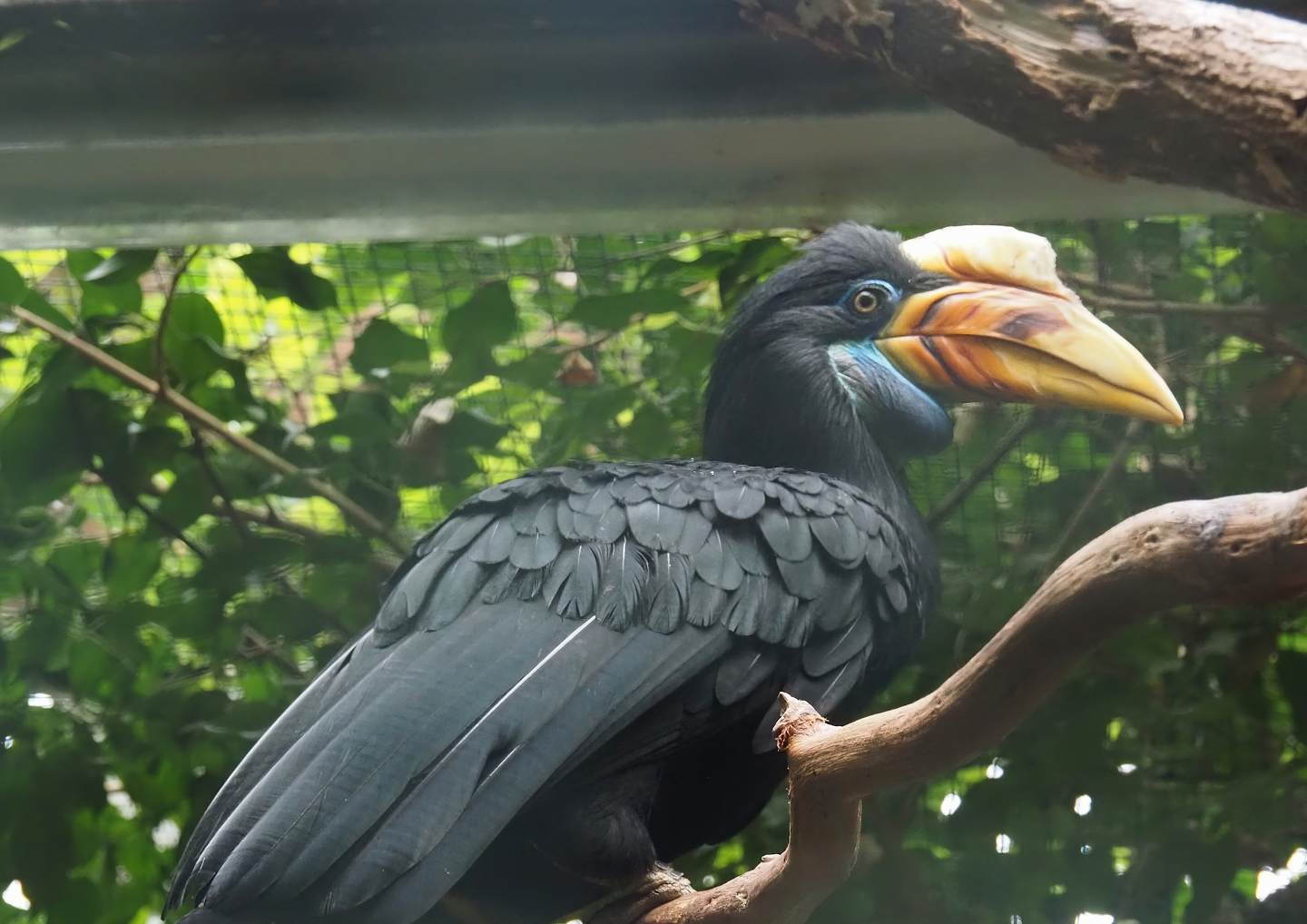 Sulawesi knobbed hornbill (Rhyticeros cassidix), 2024-05-22