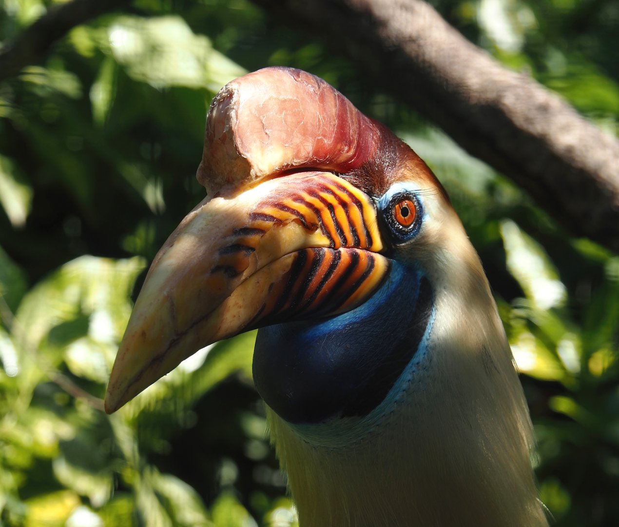 Sulawesi knobbed hornbill (Rhyticeros cassidix), 2024-05-23