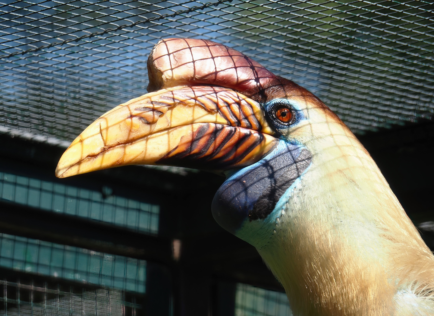 Sulawesi knobbed hornbill (Rhyticeros cassidix), 2024-05-23