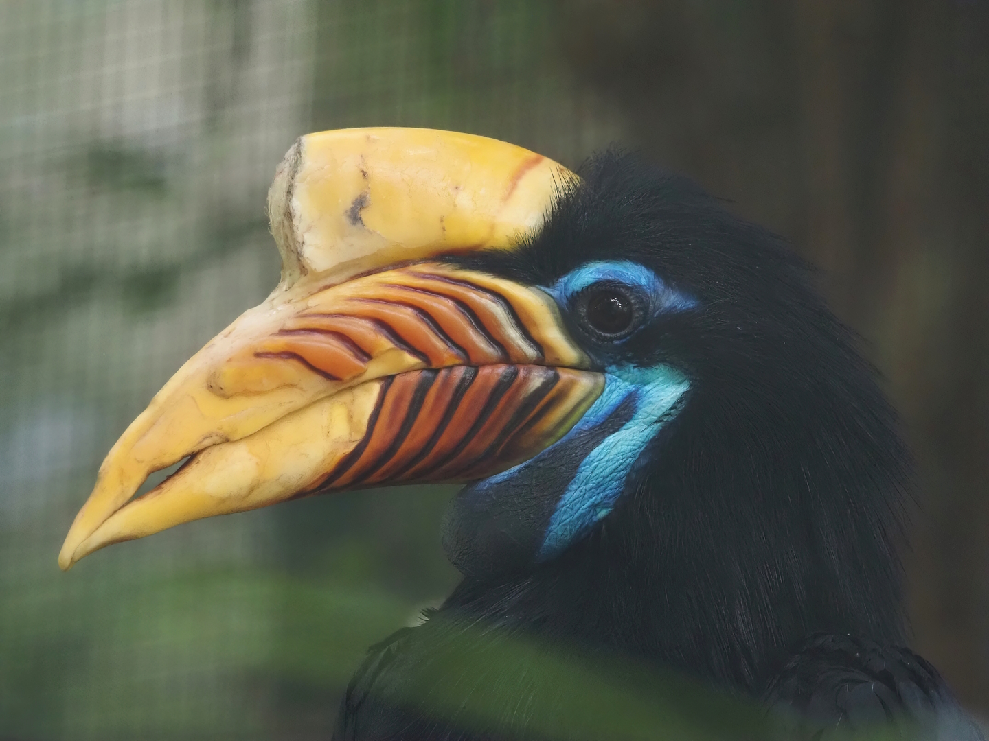 Sulawesi knobbed hornbill (Rhyticeros cassidix), 2024-05-23