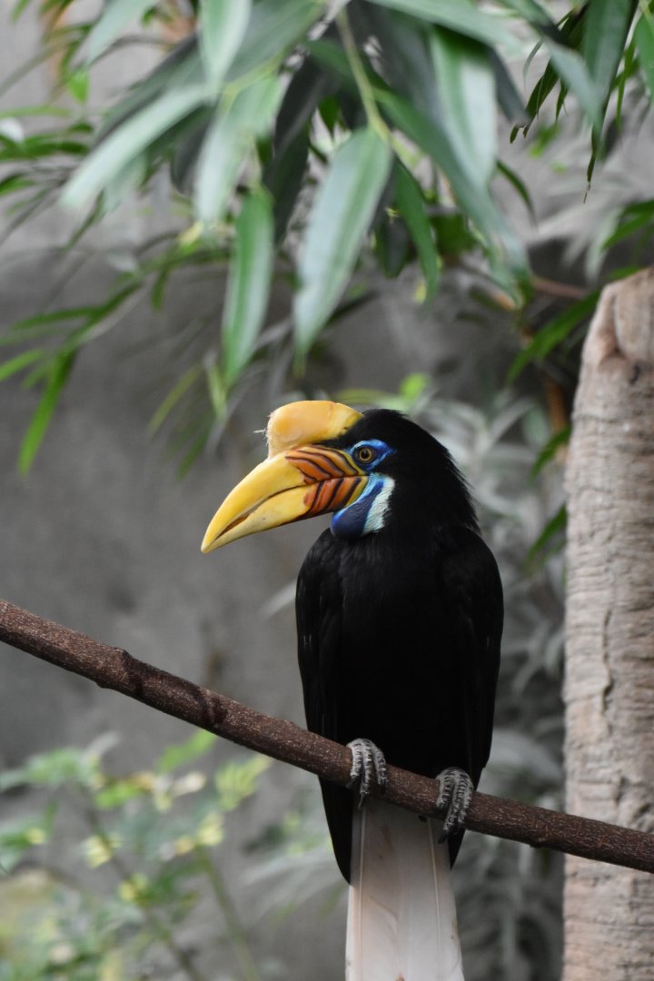 Sulawesi knobbed hornbill (Rhyticeros cassidix) female