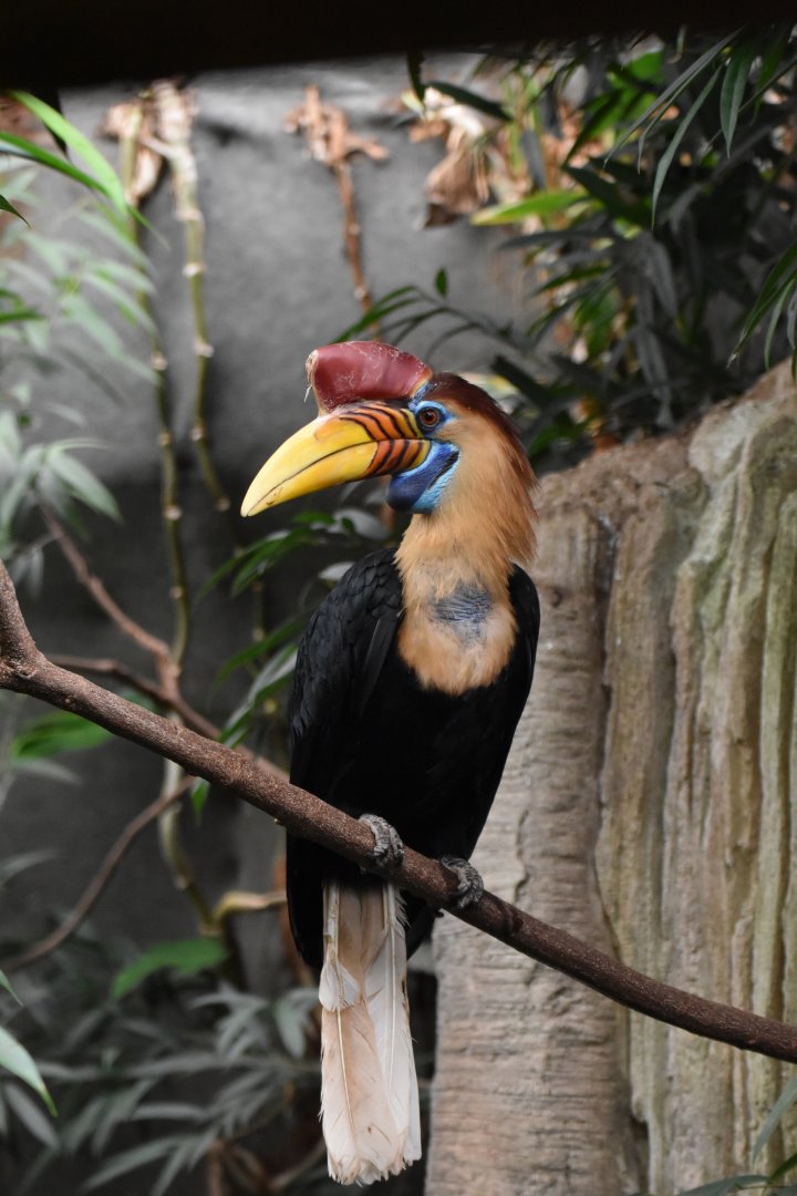 Sulawesi knobbed hornbill (Rhyticeros cassidix) male