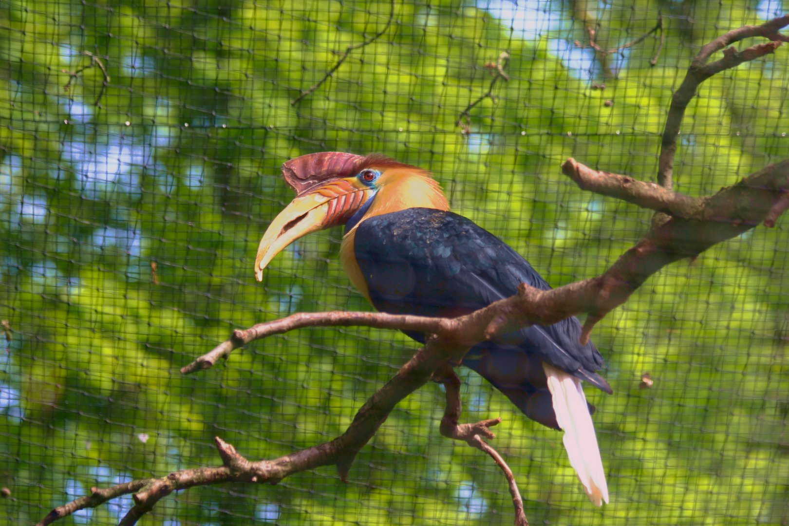 Sulawesi knobbed hornbill (Rhyticeros cassidix)