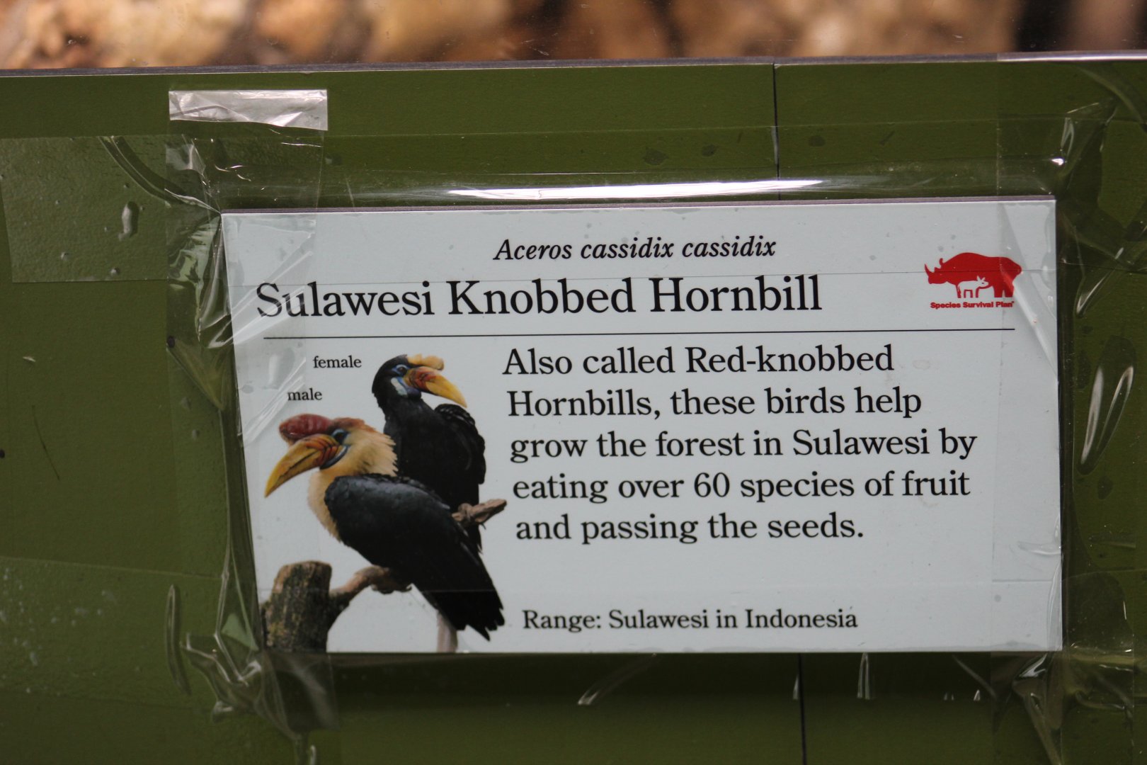 Sulawesi Knobbed Hornbill Signage