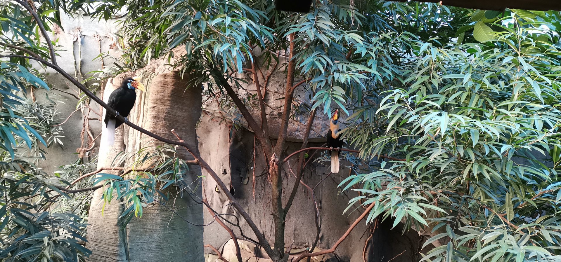 Sulawesi Knobbed Hornbill, Tropenhaus