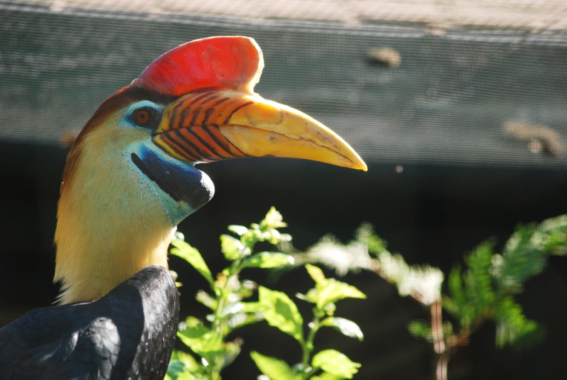 Sulawesi knobbed hornbill