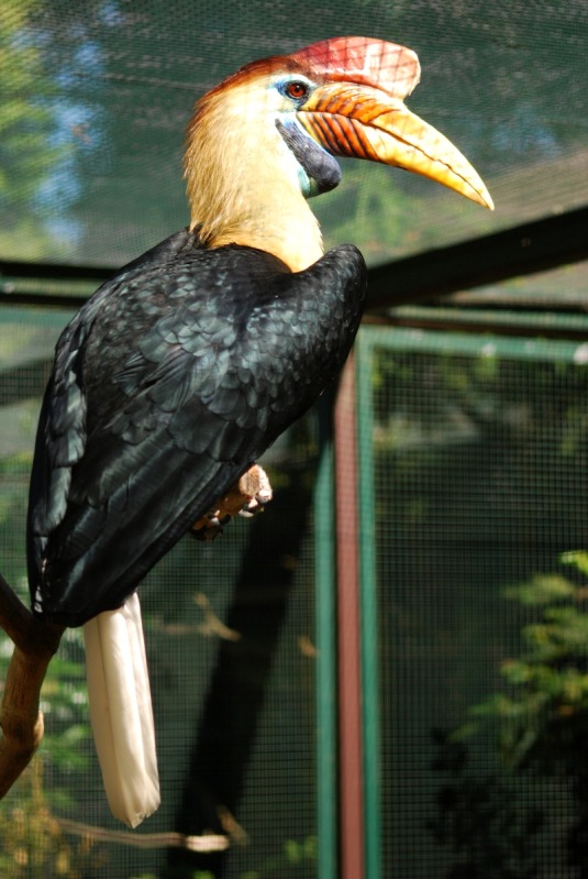Sulawesi knobbed hornbill