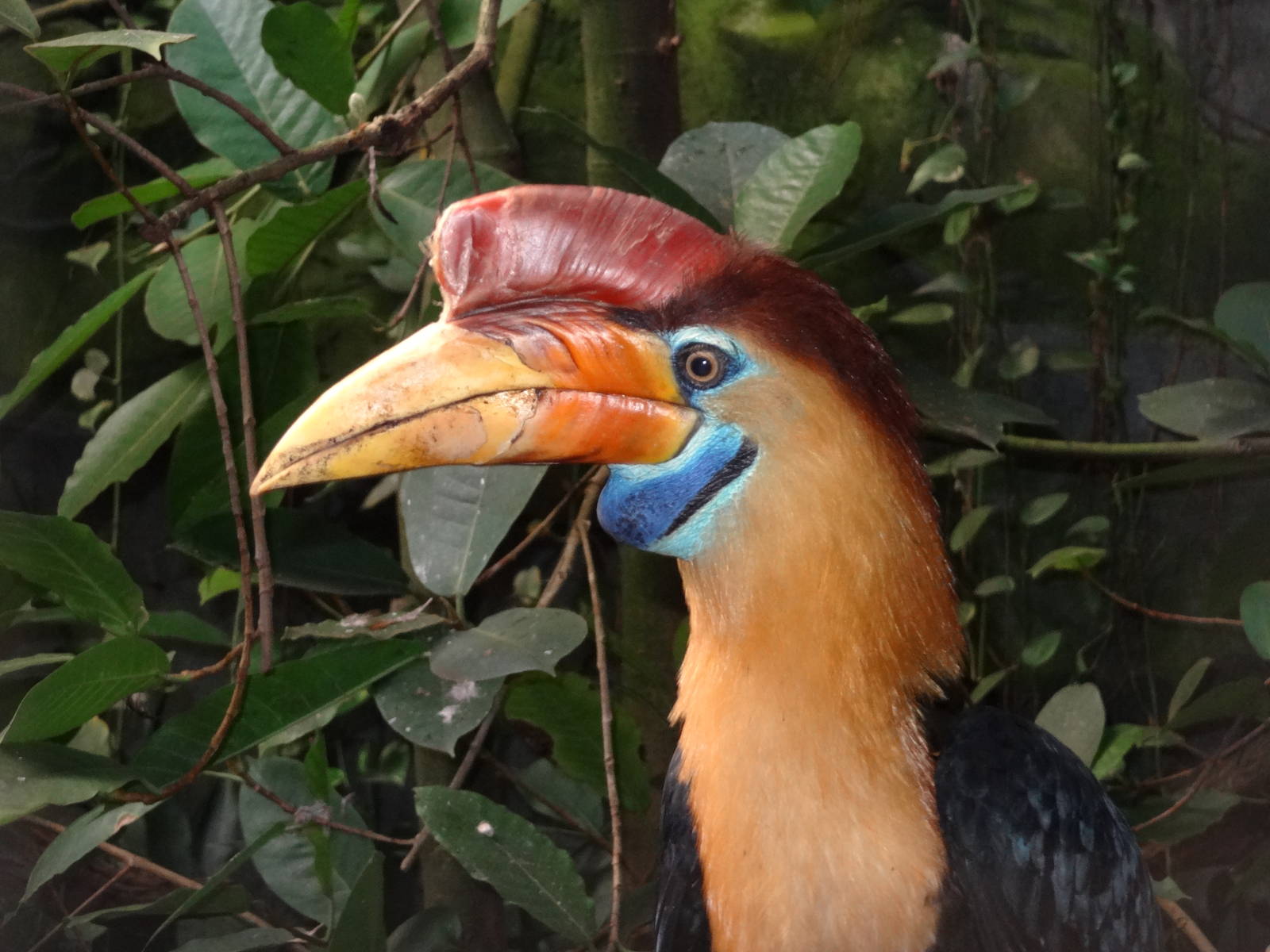 Sulawesi knobbed hornbill