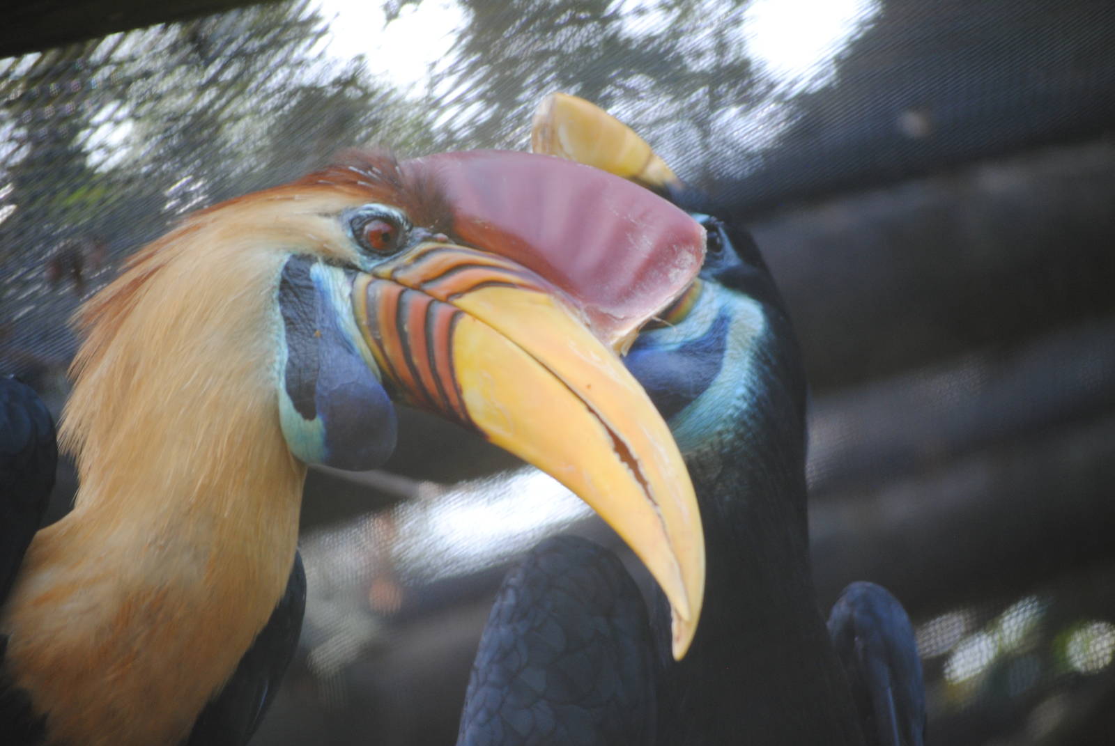 Sulawesi Knobbed Hornbill
