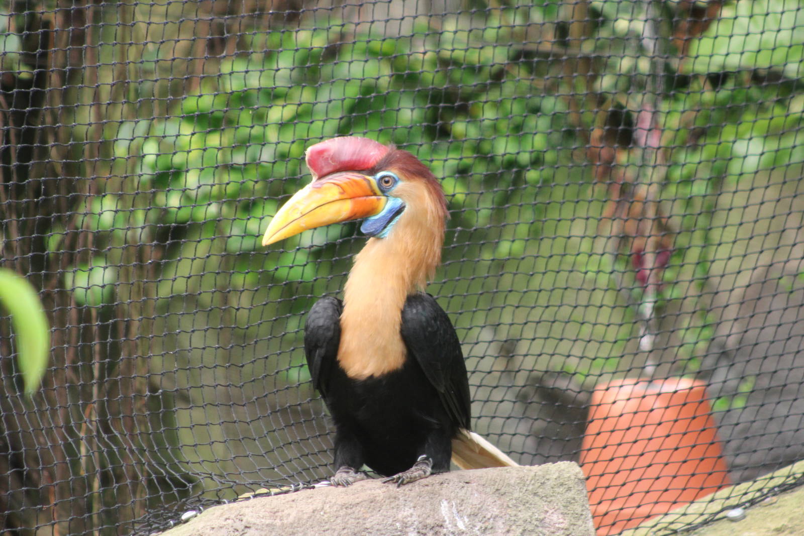Sulawesi knobbed hornbill