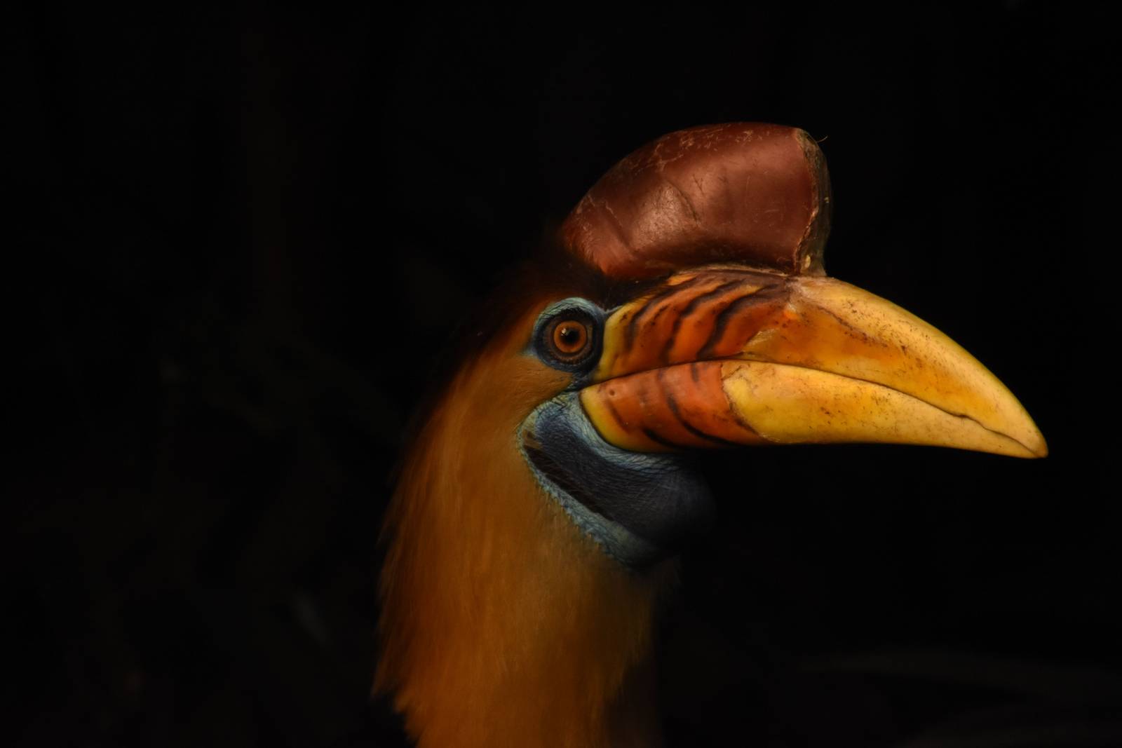 Sulawesi knobbed hornbill