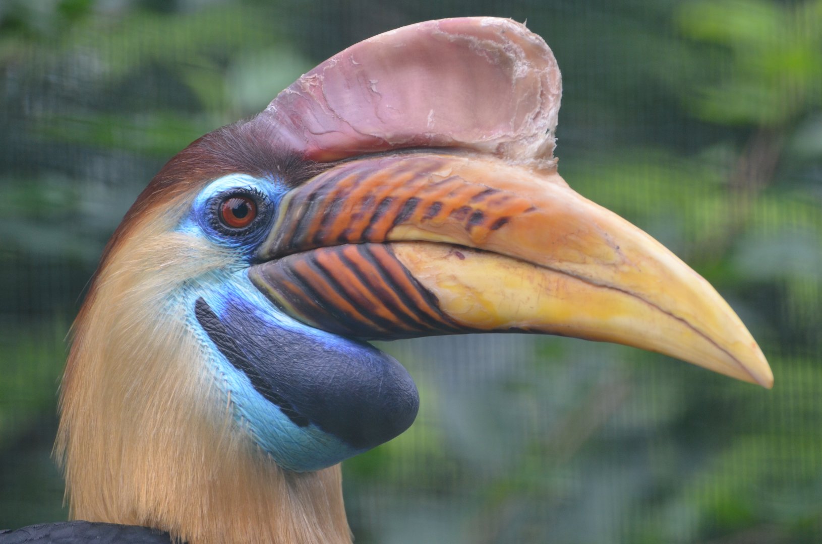 Sulawesi knobbed hornbill