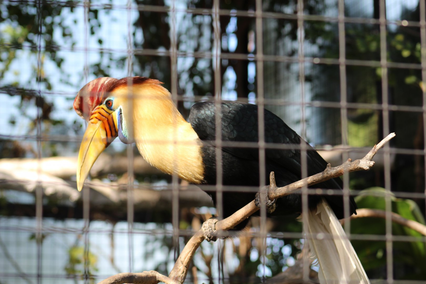 Sulawesi Knobbed Hornbill