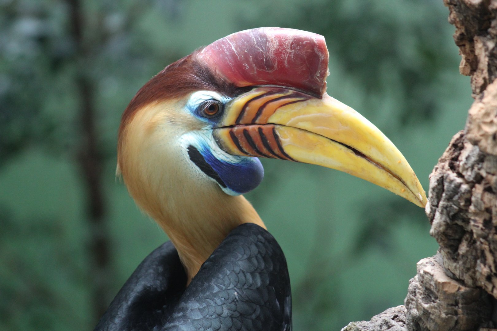Sulawesi Knobbed Hornbill