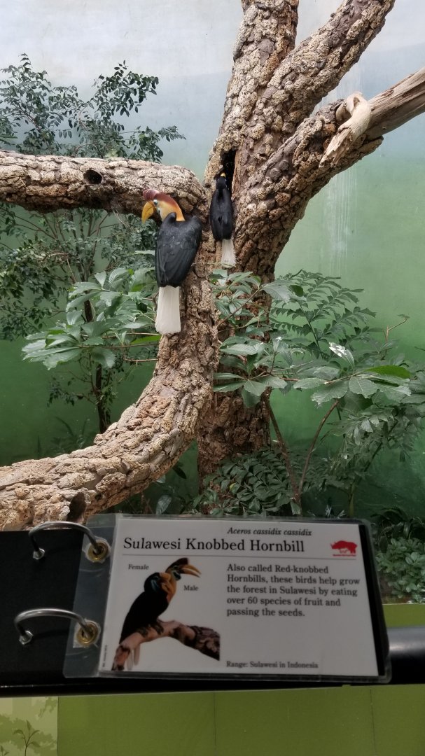 Sulawesi Knobbed Hornbill
