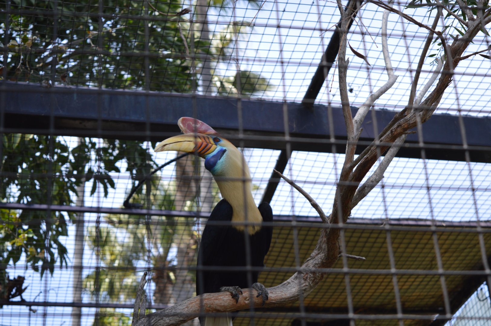 Sulawesi Knobbed Hornbill