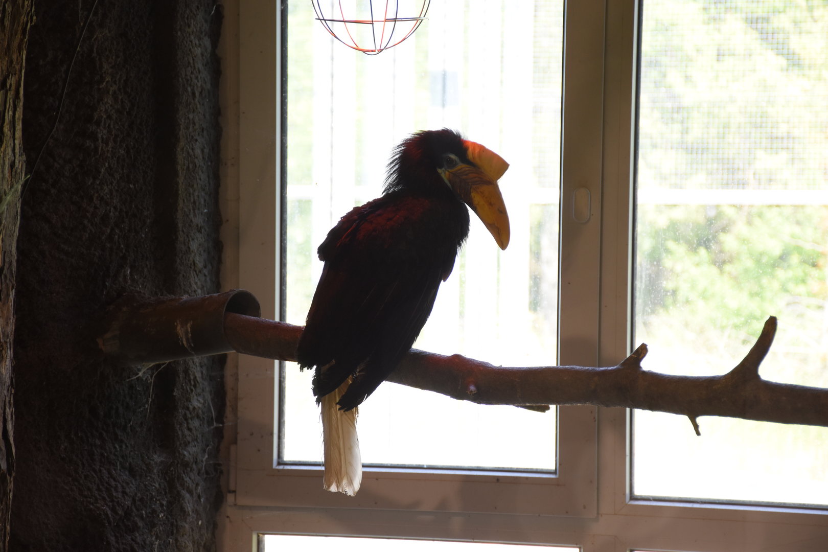 Sulawesi knobbed hornbill